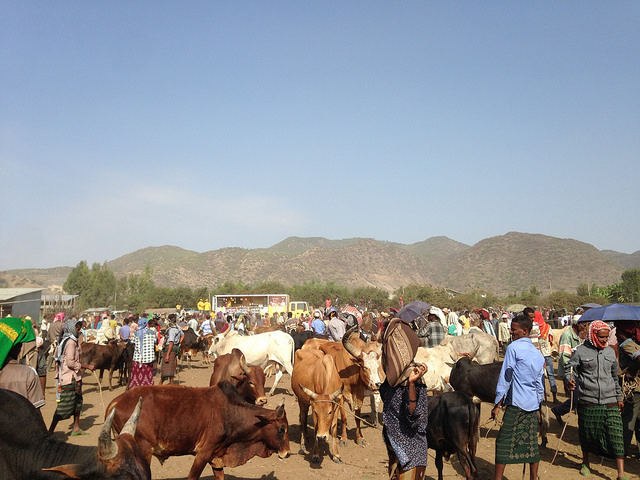 People and farm animals make their way to the market.